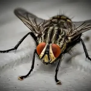 Insectos de película II